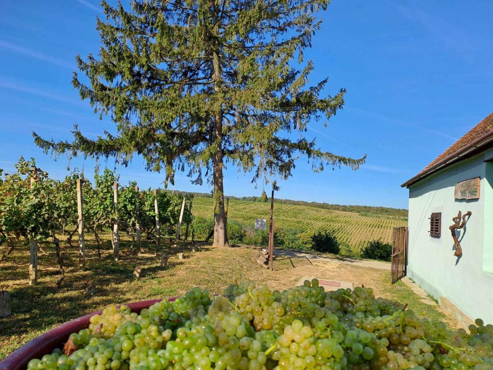 Village Wine House Mandicevac Exterior foto